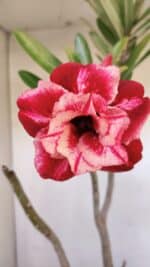 Planta Dobrada 3218 – 40cm – 03 anos