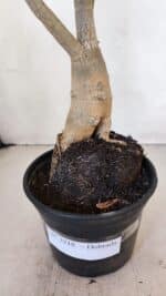 Planta Dobrada 3218 – 40cm – 03 anos - Imagem 7