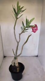 Planta Dobrada 3218 – 40cm – 03 anos - Imagem 6