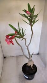 Planta Dobrada 3218 – 40cm – 03 anos - Imagem 5