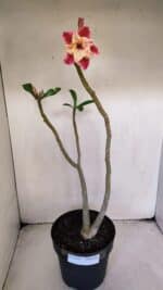 Planta Dobrada 3219 – 50cm – 03 anos - Imagem 2