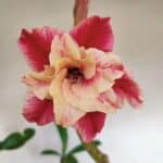 Planta Dobrada 3219 – 50cm – 03 anos