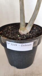 Planta Dobrada 3219 – 50cm – 03 anos - Imagem 7