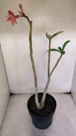 Planta Dobrada 3219 – 50cm – 03 anos - Imagem 6