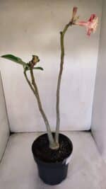 Planta Dobrada 3219 – 50cm – 03 anos - Imagem 5