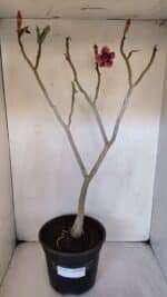 Planta Dobrada 3221 – 50cm – 04 anos - Imagem 2