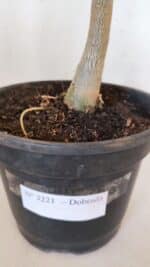 Planta Dobrada 3221 – 50cm – 04 anos - Imagem 7