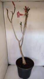 Planta Dobrada 3221 – 50cm – 04 anos - Imagem 5