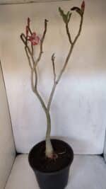 Planta Dobrada 3221 – 50cm – 04 anos - Imagem 4