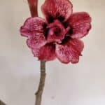 Planta Dobrada 3221 – 50cm – 04 anos