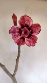 Planta Dobrada 3221 – 50cm – 04 anos