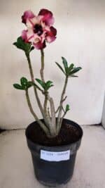 Planta Dobrada 3224 – 40cm – 03 anos - Imagem 2