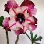 Planta Dobrada 3224 – 40cm – 03 anos