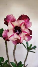 Planta Dobrada 3224 – 40cm – 03 anos