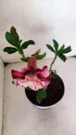 Planta Dobrada 3224 – 40cm – 03 anos - Imagem 4