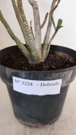 Planta Dobrada 3224 – 40cm – 03 anos - Imagem 6