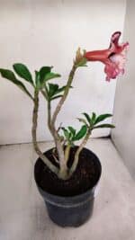 Planta Dobrada 3224 – 40cm – 03 anos - Imagem 5