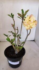 Planta Dobrada 3225 – 30cm – 03 anos - Imagem 2