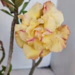 Planta Dobrada 3225 – 30cm – 03 anos