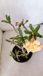 Planta Dobrada 3225 – 30cm – 03 anos - Imagem 4