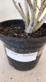 Planta Dobrada 3225 – 30cm – 03 anos - Imagem 7