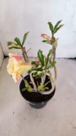 Planta Dobrada 3225 – 30cm – 03 anos - Imagem 5