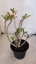 Planta Dobrada 3225 – 30cm – 03 anos - Imagem 6