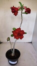 Planta Dobrada 3226 – 40cm – 03 anos - Imagem 2