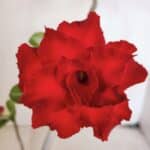 Planta Dobrada 3226 – 40cm – 03 anos