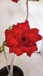 Planta Dobrada 3226 – 40cm – 03 anos