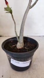 Planta Dobrada 3226 – 40cm – 03 anos - Imagem 7