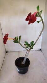 Planta Dobrada 3226 – 40cm – 03 anos - Imagem 6