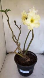 Planta Dobrada 3227 – 45cm – 04 anos - Imagem 2