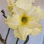 Planta Dobrada 3227 – 45cm – 04 anos