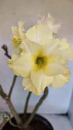 Planta Dobrada 3227 – 45cm – 04 anos