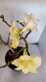 Planta Dobrada 3227 – 45cm – 04 anos - Imagem 4