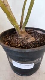 Planta Dobrada 3227 – 45cm – 04 anos - Imagem 7