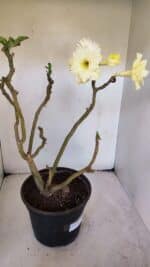 Planta Dobrada 3227 – 45cm – 04 anos - Imagem 5