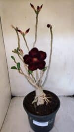 Planta Dobrada 3228 – 50cm – 04 anos