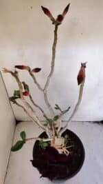 Planta Dobrada 3228 – 50cm – 04 anos - Imagem 7