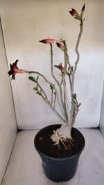 Planta Dobrada 3228 – 50cm – 04 anos - Imagem 5