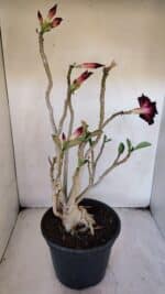 Planta Dobrada 3228 – 50cm – 04 anos - Imagem 4