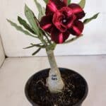 ENXERTO 11998 – 20cm (cor LM 885)