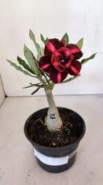 ENXERTO 11998 – 20cm (cor LM 885)