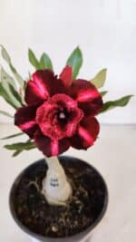 ENXERTO 11998 – 20cm (cor LM 885) - Imagem 3