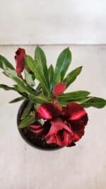 ENXERTO 11998 – 20cm (cor LM 885) - Imagem 4