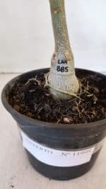 ENXERTO 11998 – 20cm (cor LM 885) - Imagem 8