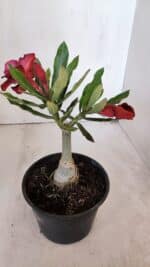 ENXERTO 11998 – 20cm (cor LM 885) - Imagem 6