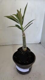 ENXERTO 11999 – 20cm (cor LM 1007) - Imagem 2