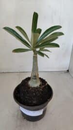 ENXERTO 12000 – 20cm (cor LM 629) - Imagem 2